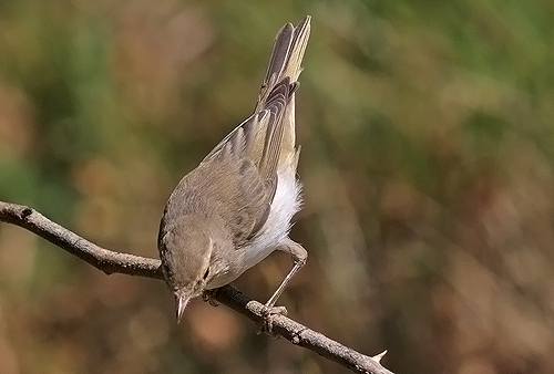 Phylloscopus bonelli / Lu bianco